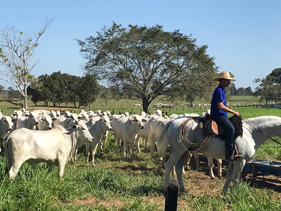 Dia de Campo?