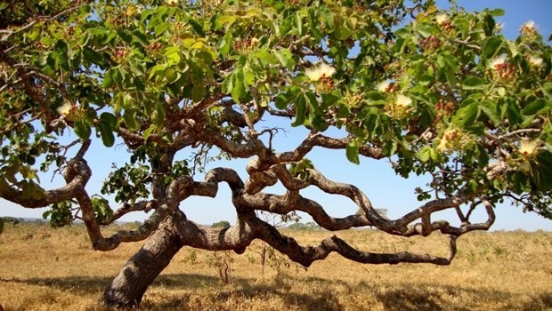 pequizeiro-foto-marcelo-kuhlmann-frutos-atrativos-do-cerrado-OK.jpg
