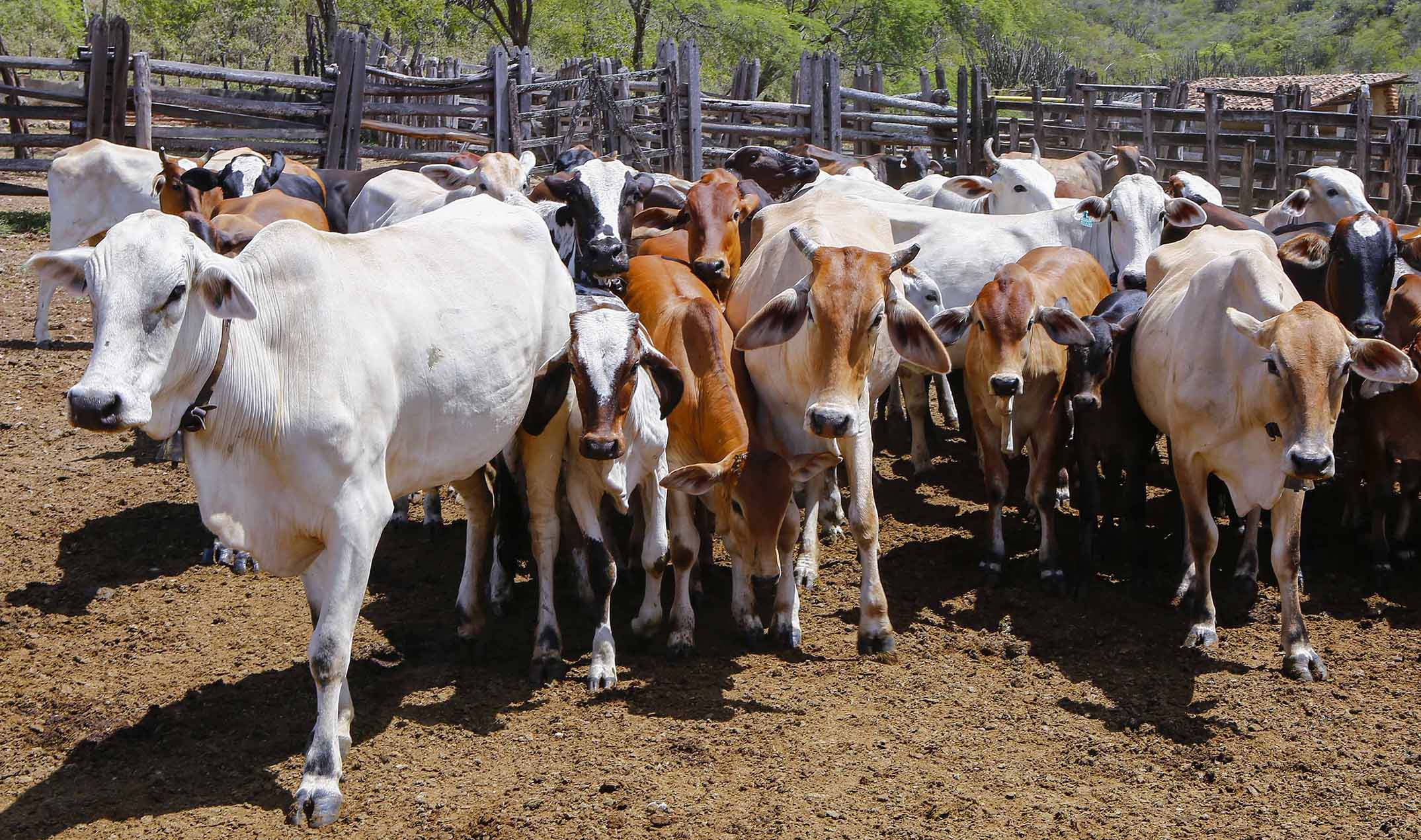 gado boi vaca
